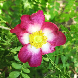 苗 盆栽素材の人気商品 通販 価格比較 価格 Com