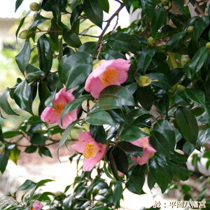  c@ 6N}ؕc 7@80-90cmi엿tjyzyA`DAzy֕c coLzy~͑fށzyԁzy~j~ czyԖ؁zy c؁z