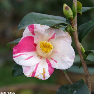  c@H̎R }5Nc 6@85-115cm i엿tjyA`DAzy֕c coLzyԁzy~͑fށzyԖ؁zy c؁z