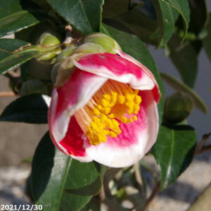 yiE_No.5169z  c@ʂ̉Y 10 c 137cm i엿tjyzyA`DAzy֕c coLzyA ؁zy Ԗ؁zyԁzy c؁z