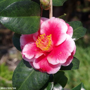  c ʂ̔d@3N}ؕc@4 i엿tj@yA`DAzy֕c coLzy~͑f  Ԗ؁zyց@c؁z