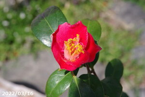 椿 苗 雲龍 挿木4年生苗 5号 (長期化成肥料付) 【半日陰〜好日性植物】【椿苗 ツバキ】【盆栽素材 茶花 花木】【椿 苗木】