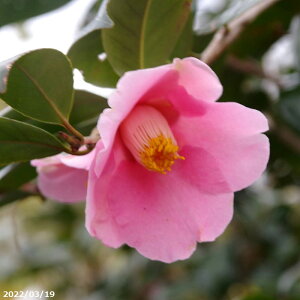 yiE_No.8312z  c@햞@ږ 13 c 207cm i엿tjyA`DAzy֕c coLzyA ؁zy Ԗ؁zyԁzy c؁zyssy