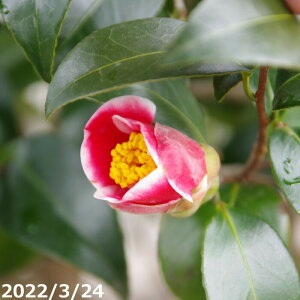 yiE_No.0361z c@ʂ̉Y 15 203cmi엿tjyA`DAzy֕c coLzyA ؁zy Ԗ؁zyԁzy c؁zyssyюӒnȊO
