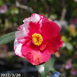  c@`i(悵) 5N}ؕc 6 H75-90cm i엿tj yA`DAzy֕c coLzy~͑fށzyԁzyԖ؁zy c؁z _kki