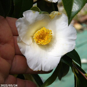 【10%OFFクーポン対象!〜10/30】【現品・一点物No.8084】 ワンランク上の椿 苗 月照 接木根巻苗 高さ190cm (長期化成肥料付) 【半日陰〜好日性植物】【椿苗 ツバキ】【植木 庭木】【樹