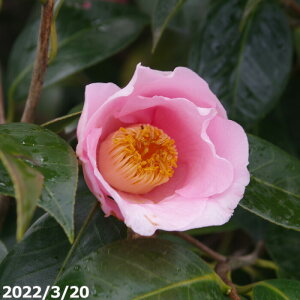yiE_No.4920z  c@Y ږؕc 183cm i엿tjyA`DAzy֕c coLzyA ؁zy Ԗ؁zyԁzy c؁z