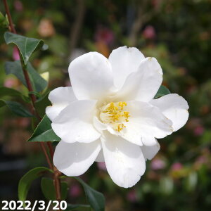 椿 苗 都鳥 5年生挿木苗 6号 (長期化成肥料付)【半日陰〜好日性植物】【椿苗 ツバキ】【茶花】【盆栽素材】【花木】【椿 苗木】 _kki