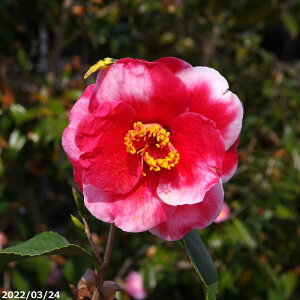  c@ʂ̔d(C) 4N}ؕc 5 i엿tjyA`DAzy֕c coLzy~͑f  Ԗ؁zy c؁z