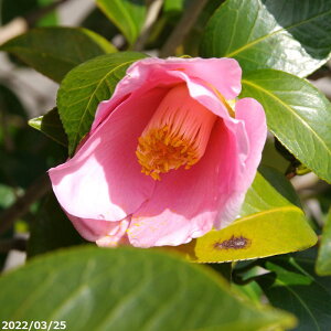 yiE_No.0944z ց@c@햞@ږؕc 12 A@c160cm Ѝő115cm@^@i엿tj@yA`DAzy֕c coLzyA ؁zy Ԗ؁zy