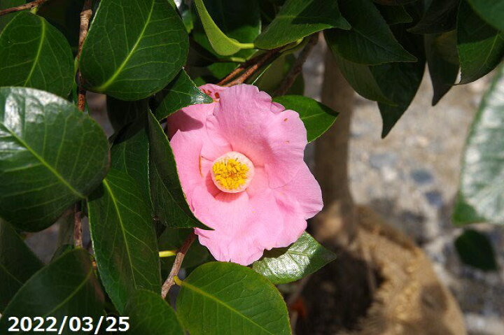 限 定 販 売 椿 苗 常満寺 根巻苗 高さ150cm 長期化成肥料付 Mediquickfl Com