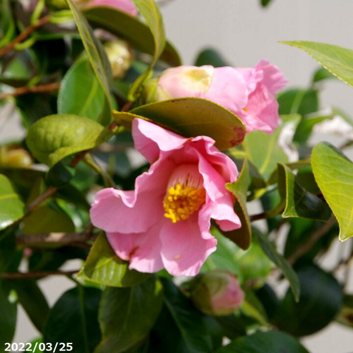 限 定 販 売 椿 苗 常満寺 根巻苗 高さ150cm 長期化成肥料付 Mediquickfl Com