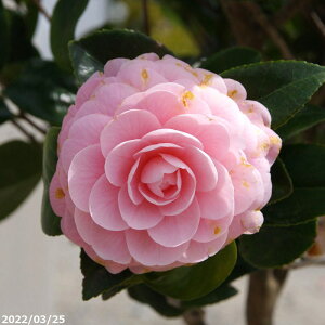 yiE_No.1000z c؁@ 13 c 123cmi엿tj@yA`DAzy֕c coLzyA ؁zy Ԗ؁zyԁzy c؁z
