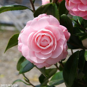 yiE_No.2976z c@ ږؕc 155cm i엿tjyA`DAzy֕c coLzyA ؁zy Ԗ؁zyԁzy c؁z