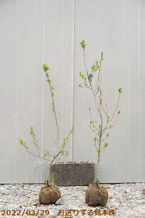 楽天市場 リキュウバイ 利休梅 根巻き 高さ100 115cm 送料無料 植木 庭木 樹木 花木 石田精華園 楽天市場店