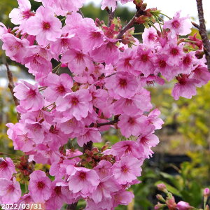   c؁@z@ږ؍c 150-190cm iNo.8983)@i엿tj@yA ؁zy Ԗ؁zyԁzyEREUN 悤z_all
