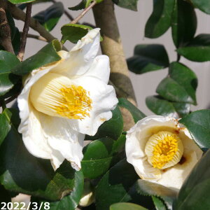 yi_No.9223z  c@ΐ c 138cm i엿tj@yzyA`DAzy֕c coLzyA ؁zy Ԗ؁zyԁzy c؁z