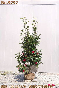  c@D݂̊Iׂ Hgq 12 110cm-120cm i엿tjyzyA`DAzy֕c coLzyA ؁zy Ԗ؁zyԁzy c؁z