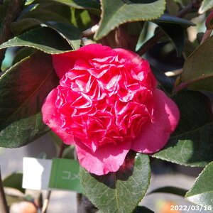  c@Hgq 11 180cm iNo.3019ji엿tjyA`DAzy֕c coLzyA ؁zy Ԗ؁zyԁzy c؁z