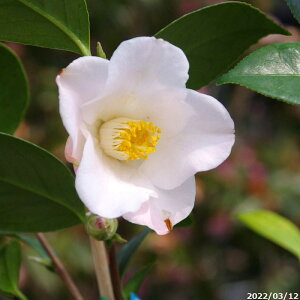  c@ȒÂ̖(̂) 3N}ؕc 4 i엿tj yA`DAzy֕c coLzy~͑fށzyԁzyԖ؁zy c؁z _kki