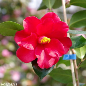 m c@t@CA[_X@ }5Nc 6@75-85cm i엿tjyA`DAzy֕c coLzyԖ؁zy c؁z _kki