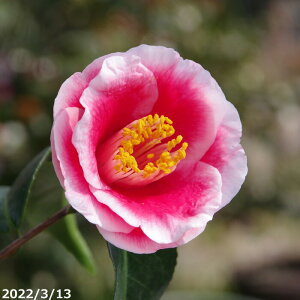  c@ʂ̔d }5Nc 6 i엿tj@yA`DAzy֕c coLzy~͑f  Ԗ؁zy c؁z