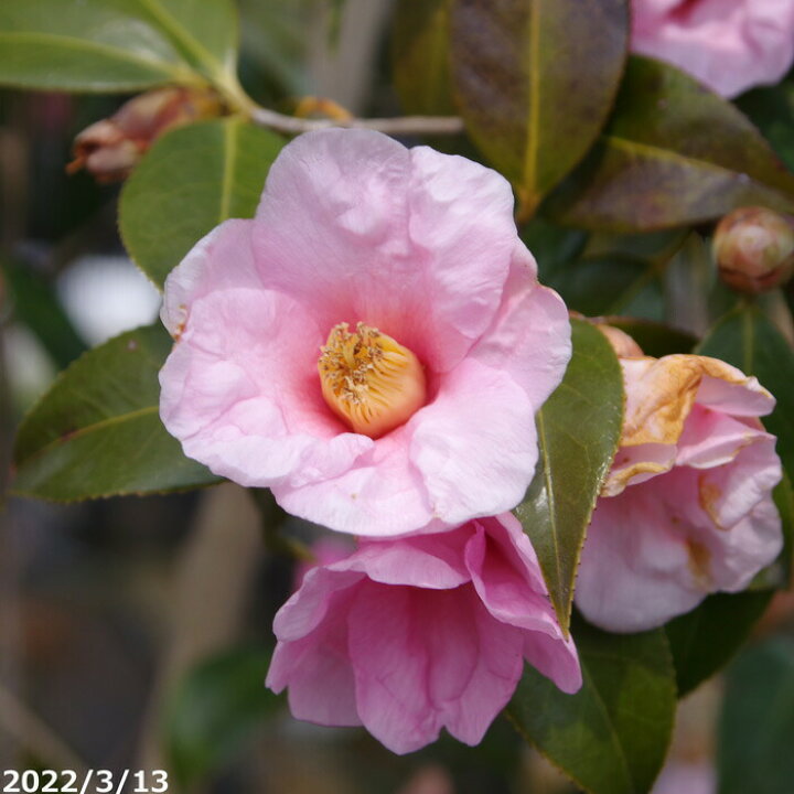 楽天市場 椿 苗 太郎冠者 有楽 3年生挿し木苗 4号 12cmポット 長期化成肥料付 半日陰 好日性植物 椿苗 ツバキ 茶花 盆栽素材 花木 ワビスケツバキ 椿 苗木 石田精華園 楽天市場店