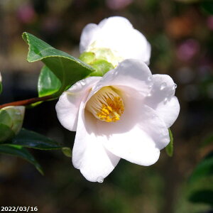  c@ԐR(B) @3N}ؕc 4.5 i엿tj yA`DAzy֕c coLzy~͑fށzyԁzyԖ؁zy c؁zy炫z _kki
