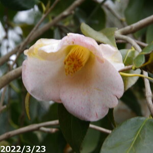 yiE_No.5215z  c@i }ؕc 17 c 190cmiJbgρji엿tj yA`DAzy֕c coLzyA ؁zy Ԗ؁zyԁzy 