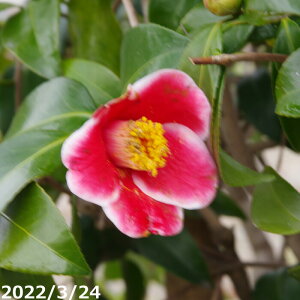yiE_No.0413z c@ʂ̉Y 17 210cmi엿tjyA`DAzy֕c coLzyA ؁zy Ԗ؁zyԁzy c؁zyssyюӒnȊO