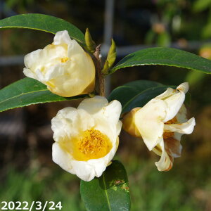  c@ }3Nc 4[(12cm|bg) 55`65cm i엿tj yA`DAzy֕c coLzyԁzy~j~ czy~͑fށzyԖ؁zy c؁z _kki