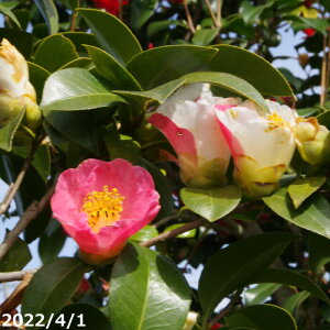 yiE_No.8173zց@c@ܐF 13icj158cm i엿tjyA`DAzy֕c coLzyA ؁zy Ԗ؁zyԁzy c؁z