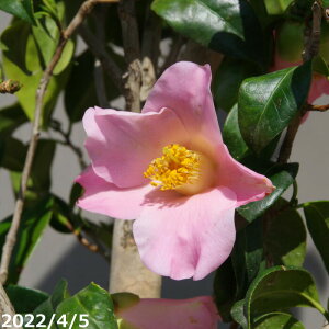 yiE_No.2945-2z  c@̉ ږ؍@164cmi엿tj@yA`DAzy֕c coLzyA ؁zy Ԗ؁zyԁzy c؁z