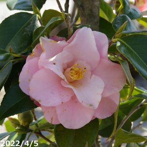 yiE_No2988z c@H ږؕc 12 c 164cmi엿tjyA`DAzy֕c coLzyA ؁zy Ԗ؁zyԁzy c؁z