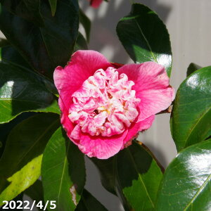 y10%OFFN[|ΏہI`10/30zyiE_No.3062z c؁@Fm 13 A 135cmi엿tjyA`DAzy֕c coLzyA ؁zy Ԗ؁zyԁz