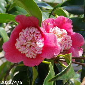 yiE_No.3071z c؁@Fm 12 c 137cmi엿tj yA`DAzy֕c coLzyA ؁zy Ԗ؁zyԁzy c؁z