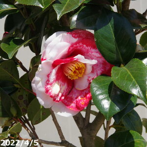 ց@c@⍪i@ږ؍c@90-100cm i엿tj@yzyA`DAzy֕c coLzyA ؁zy Ԗ؁zyԁzyց@c؁z