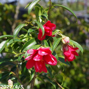 【10%OFFクーポン対象!〜10/30】椿 苗 孔雀椿 6年生挿木苗 7号 (長期化成肥料付) 【半日陰〜好日性植物】【椿苗 ツバキ】【盆栽素材 茶花 花木】【椿 苗木】 _kki