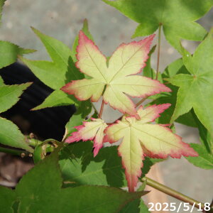 yNo.4416z c@~W @Zg@10@ږؕc@ 1.7m(엿t) yzy݂ ~W gtzyA c؁zy tz