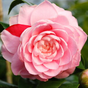 �ց@�c�@�Ð�i�@2�N���}�ؕc�@3���i9cm�|�b�g�j�i���������엿�t�j�@�y�����A�`�D�����A���z�y�֕c �c�o�L�z�y�A�� ��؁z�y���� �Ԗ؁z�y���ԁz�y�ց@�c�؁z