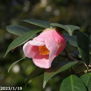  c@ 3N 4.5i엿tjyA`DAzy֕c coLzy~͑fށzyԁzyԖ؁zy c؁zy炫z