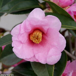 yiE_No.0195z c ؁@yLy 12 (엿t) yA`DAzy֕c coLzyA ؁zy Ԗ؁zyԁzyrXPcoL ̏zy c؁z