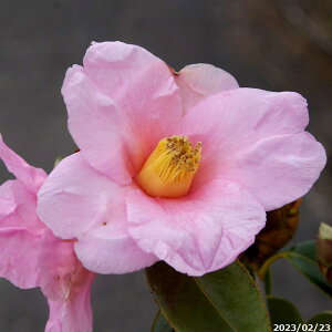 yiE_No.2232z c ؁@yLy 10 127cm (엿t) yA`DAzy֕c coLzyA ؁zy Ԗ؁zyԁzyrXPcoL ̏zy c