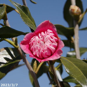 yiE_No.3285z c؁@Fm 15 c 174cmi엿tjyA`DAzy֕c coLzyA ؁zy Ԗ؁zyԁzy c؁z