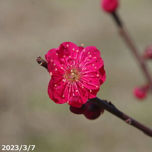 �y���i�E��_��No.8805�z��� �c�� �~�@�������g�~ �����c ����1.6m�i���������엿�t�j�y���������z�y�A�� ��؁z�y���� �Ԗ؁z�y�c�؁z