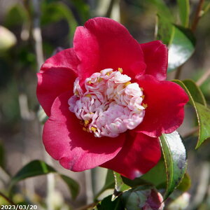 yN[|sI `9/25zyiE_No.9022z  c@m(Ecm) c 195cm i엿tj@yA`DAzy֕c coLzyA ؁zy Ԗ؁z