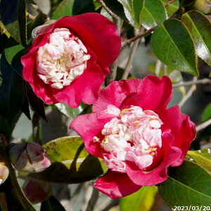 yiE_No.9049z  c@m(Ecm) 12 c 220cm i엿tjyA`DAzy֕c coLzyA ؁zy Ԗ؁zyԁzy c؁zy