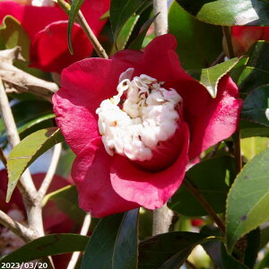 y10%OFFN[|ΏہI`10/30zyiE_No.9061z  c@m(Ecm) 12 200cm i엿tj@yA`DAzy֕c coLzyA ؁zy Ԗ؁z