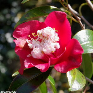 yiE_No.9015z  c@m(Ecm) 12 c 180cm i엿tjyA`DAzy֕c coLzyA ؁zy Ԗ؁zyԁzy c؁z