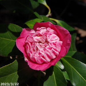 【10%OFFクーポン対象!〜10/30】【現品・一点物No.0296】 椿 苗 桃色卜伴 接木苗 12号 抜き苗 高さ135cm (長期化成肥料付)【送料無料】【半日陰〜好日性植物】【椿苗 ツバキ】【植木 庭木】【